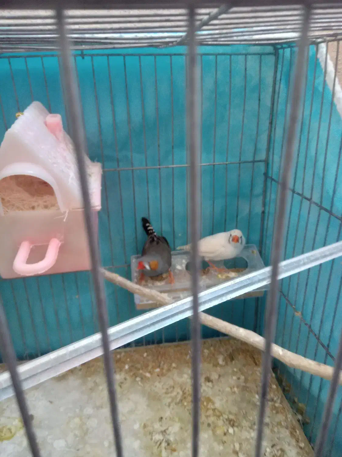 فنچ نر ماده کار درست|پرنده|کرمان, |دیوار