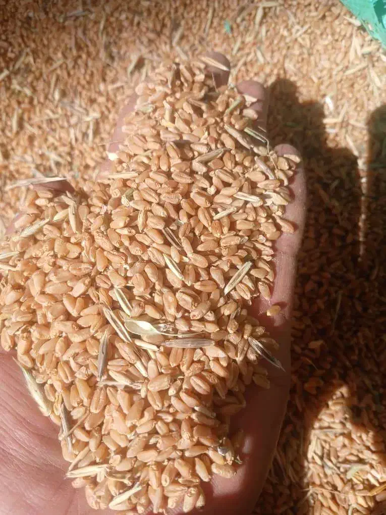 فروش گندم|لوازم جانبی حیوانات|زرقان, |دیوار