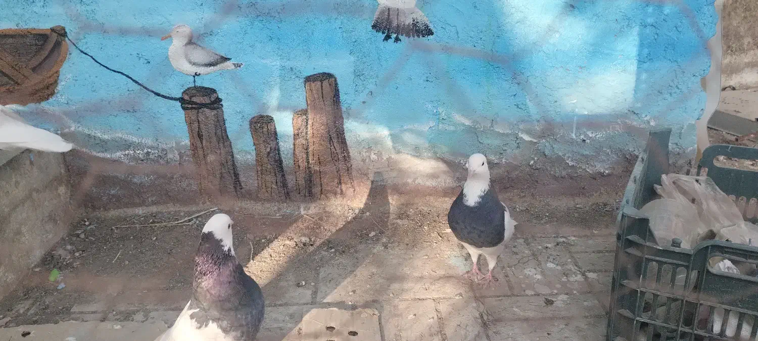 کبوتر|پرنده|شاندیز, |دیوار