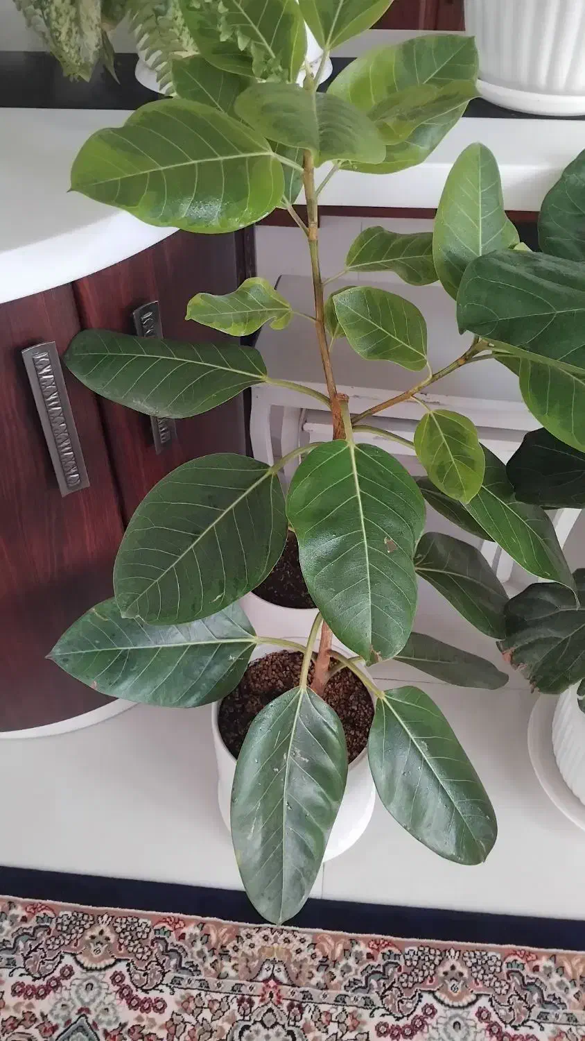 گل طبیعی|گل و گیاه طبیعی|چناران, |دیوار