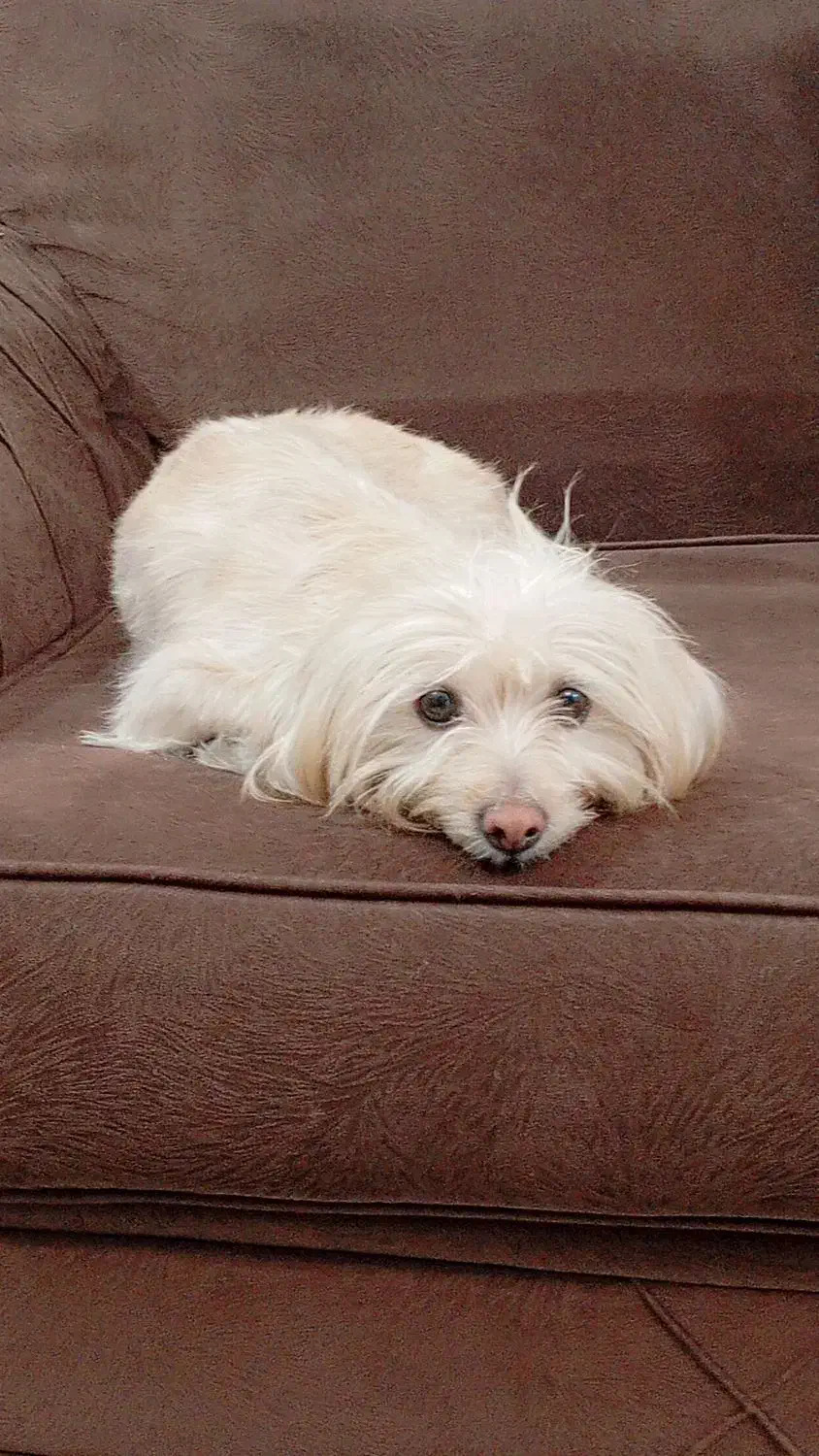 سگ ماده|سگ|فولادشهر, مسکن مهر فولادشهر|دیوار