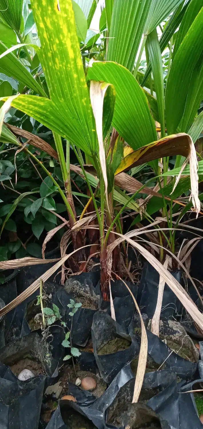 فروش گل|گل و گیاه طبیعی|دماوند, دماوند|دیوار