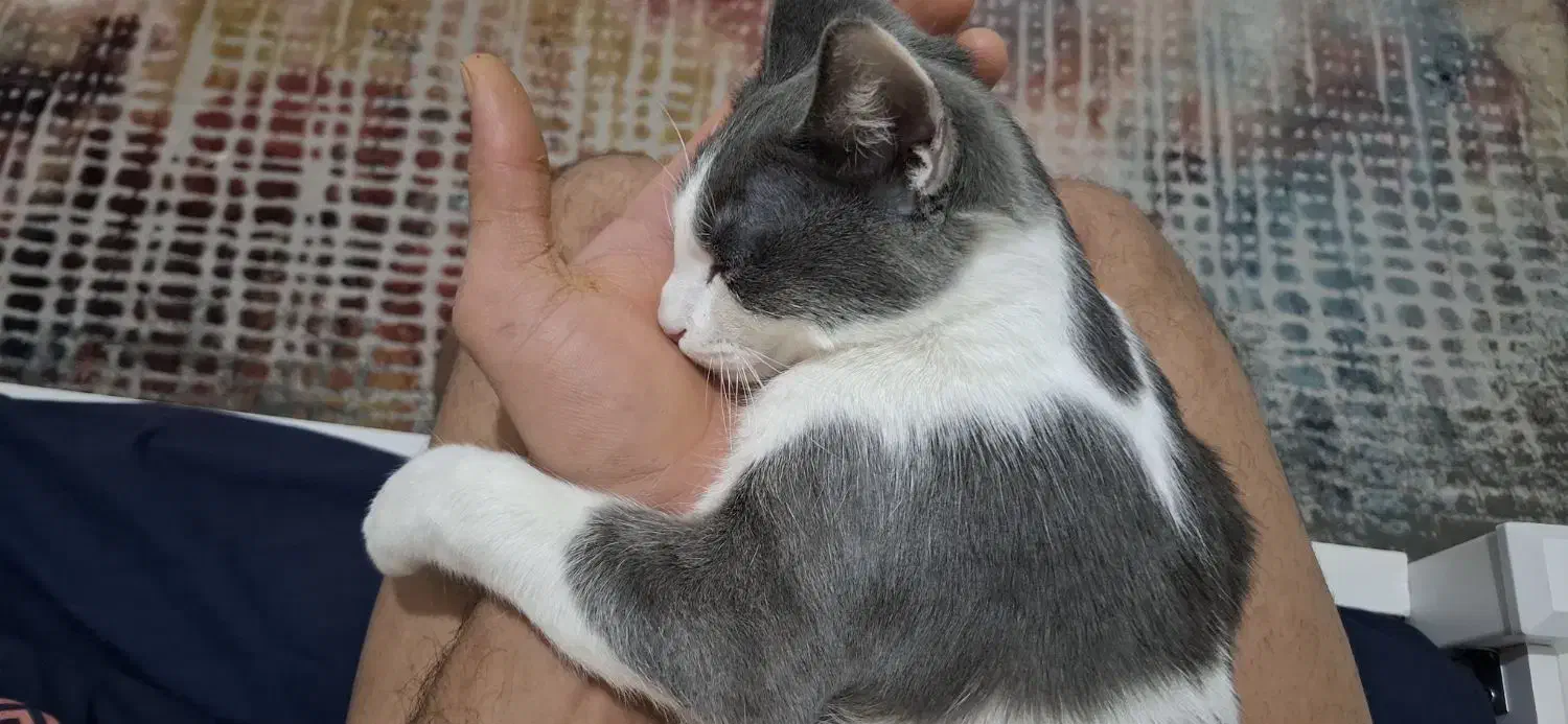 گربه ای پنج ماه گمشده|حیوانات|فردیس, سپید دشت|دیوار