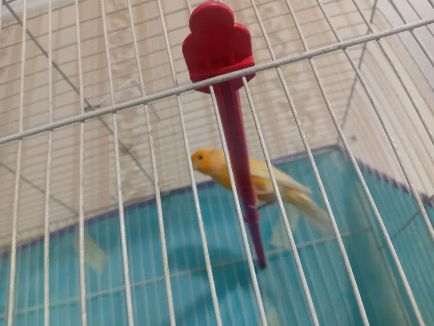 قناری نر پرتقالی و سبز دارچینی|پرنده|تربتحیدریه, بالا ولایت|دیوار