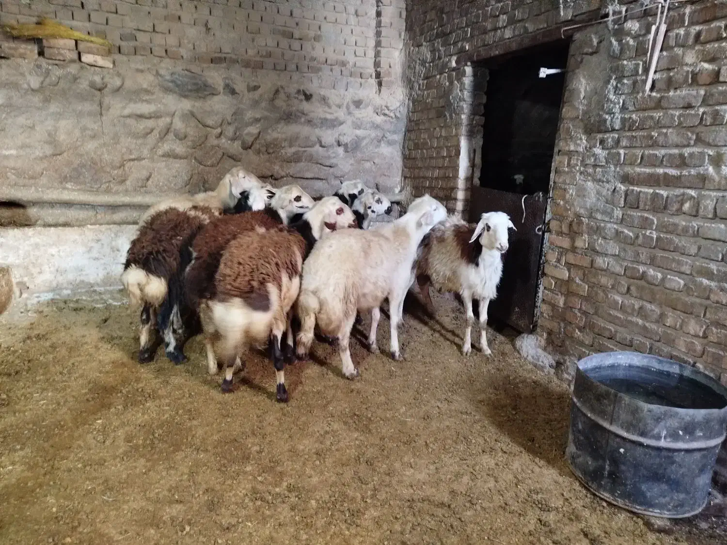 بره قورچ تخمی|حیوانات مزرعه|بروجرد, |دیوار