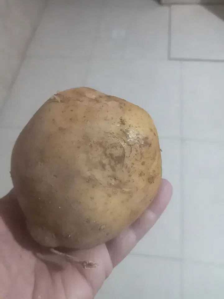 فروش بذر کلاس ۴۰۳|خدمات باغبانی و درختکاری|جیرفت, |دیوار