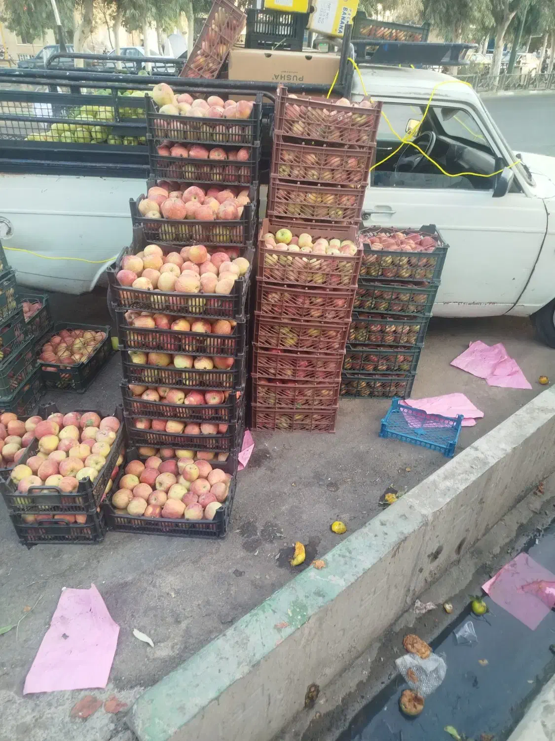 سیب استخوانی درجه 1|حراج|قم, شهید صیاد شیرازی|دیوار