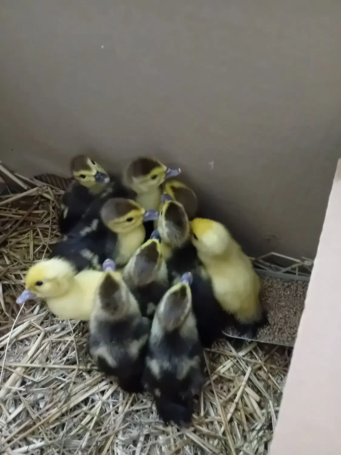 بچه اردک اسرائیلی|حیوانات مزرعه|لولمان, |دیوار