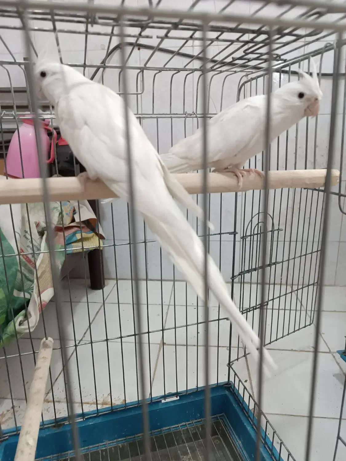 عروس هلندی آلبینو مولد و جوجه سرلاکی|پرنده|شیراز, شهرک ترکان|دیوار