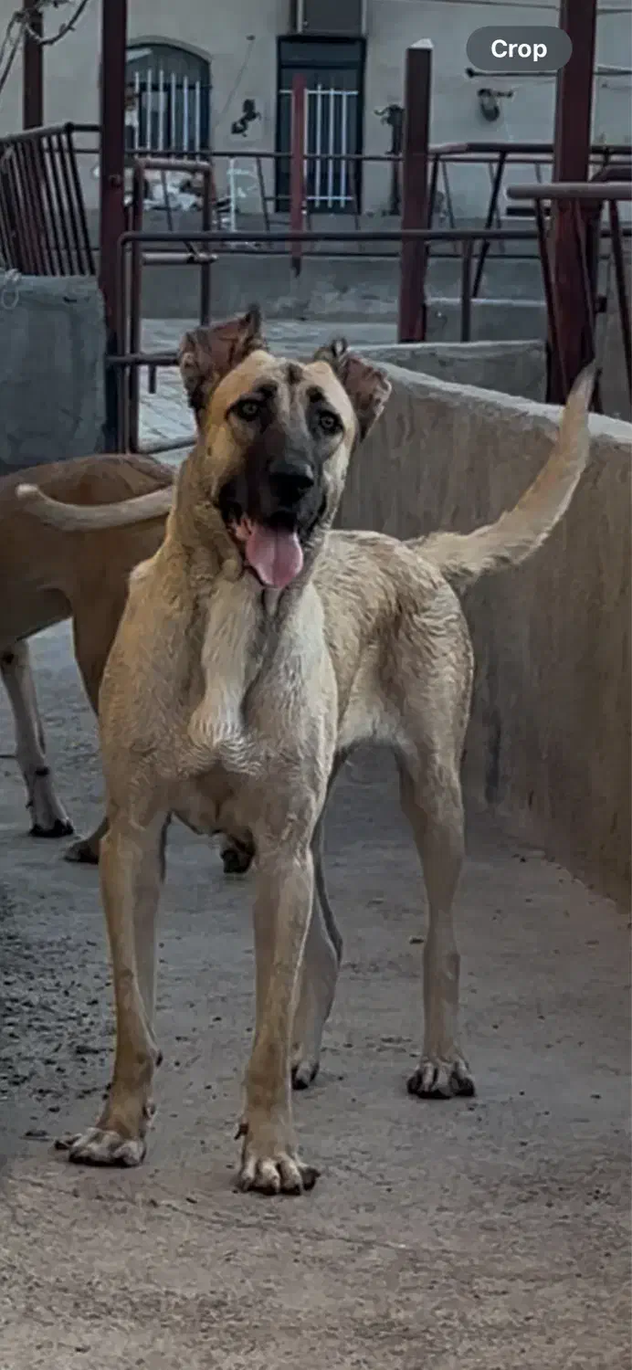 ماده سرابی خالص ۱۸ ماهه|سگ|تهران, آجودانیه|دیوار