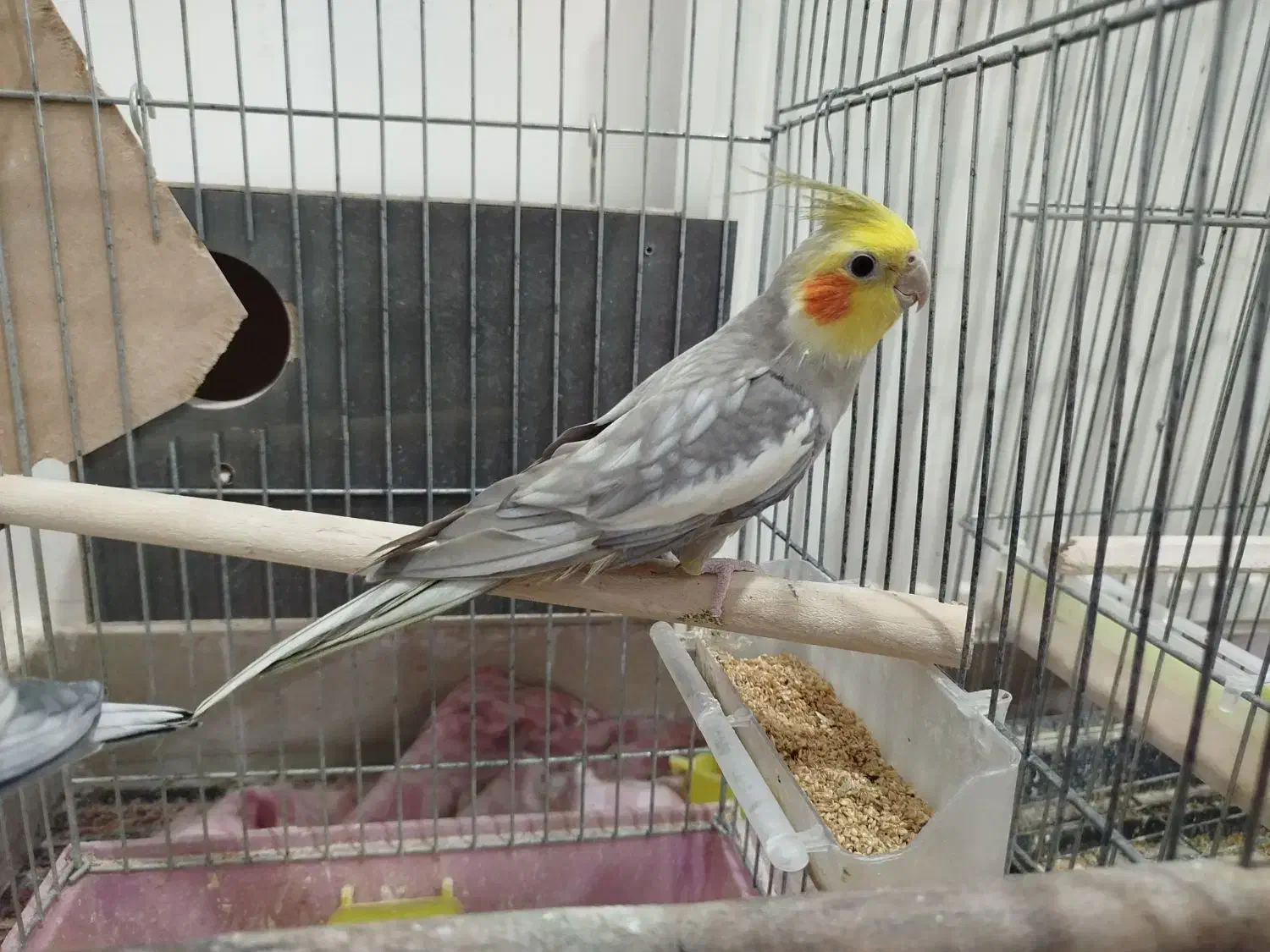 عروس هلندی|پرنده|قم, پردیسان|دیوار