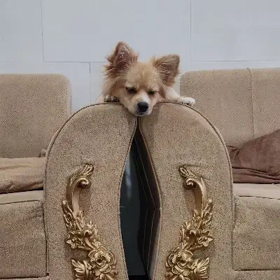 سگ پامر گرگی|سگ|سبزوار, شهرک ابوذر|دیوار