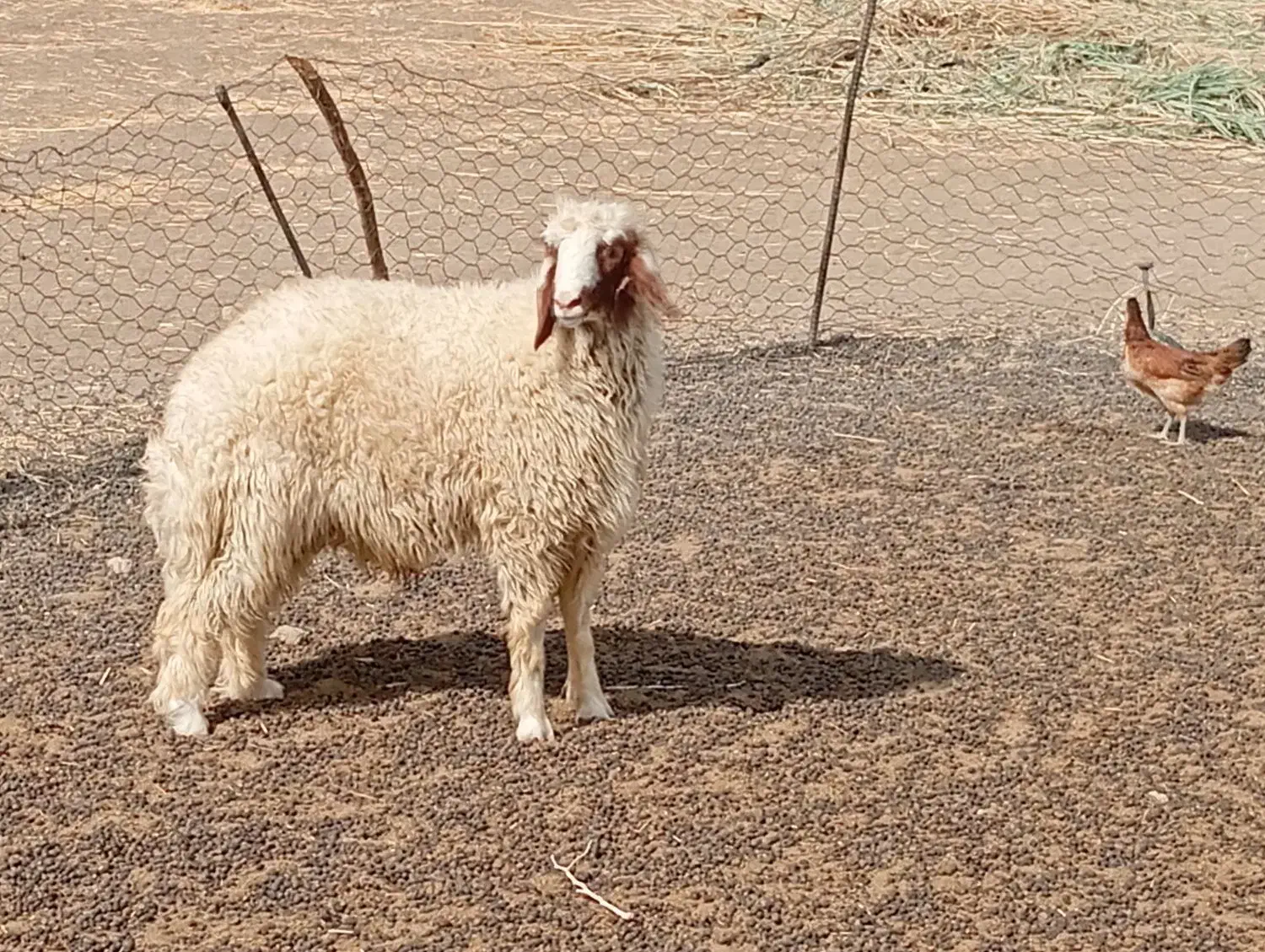 بره قوچ سنجابی اصل|حیوانات مزرعه|کوزران, |دیوار