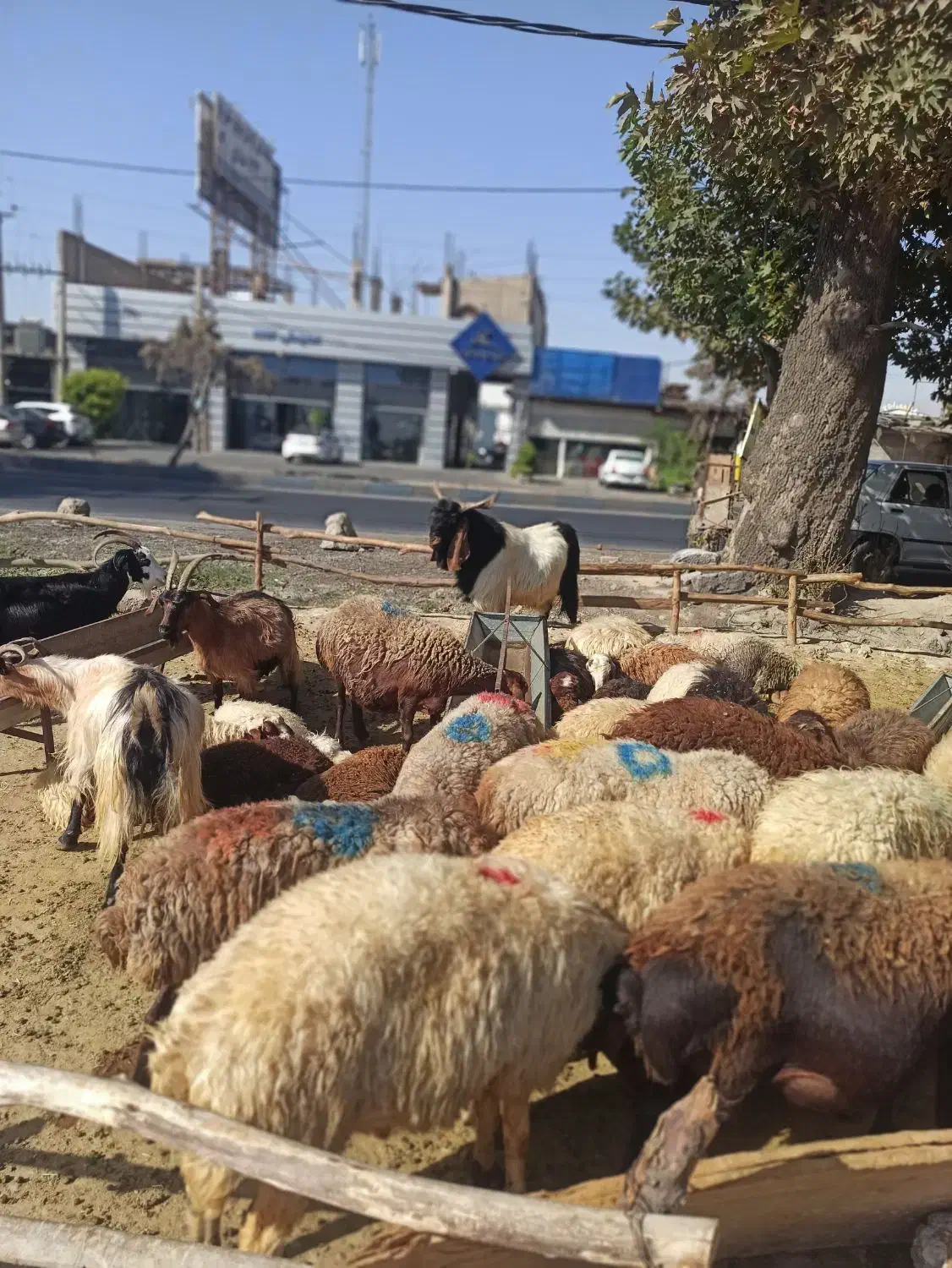 عرضه دام پرواری|حیوانات مزرعه|شهریار, شهرک شاهد|دیوار