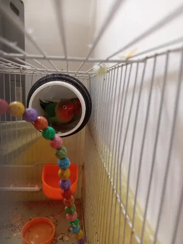 جفت عروس هلندی و کوتوله معاوضه|پرنده|مشهد, سجاد شهر|دیوار