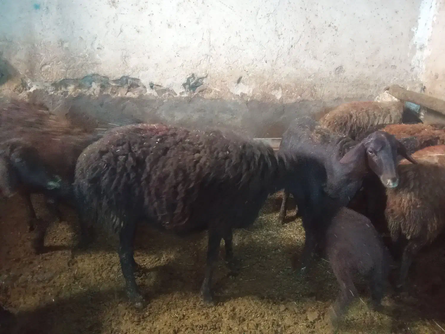 میش قره قزل|حیوانات مزرعه|زنجانرود, |دیوار