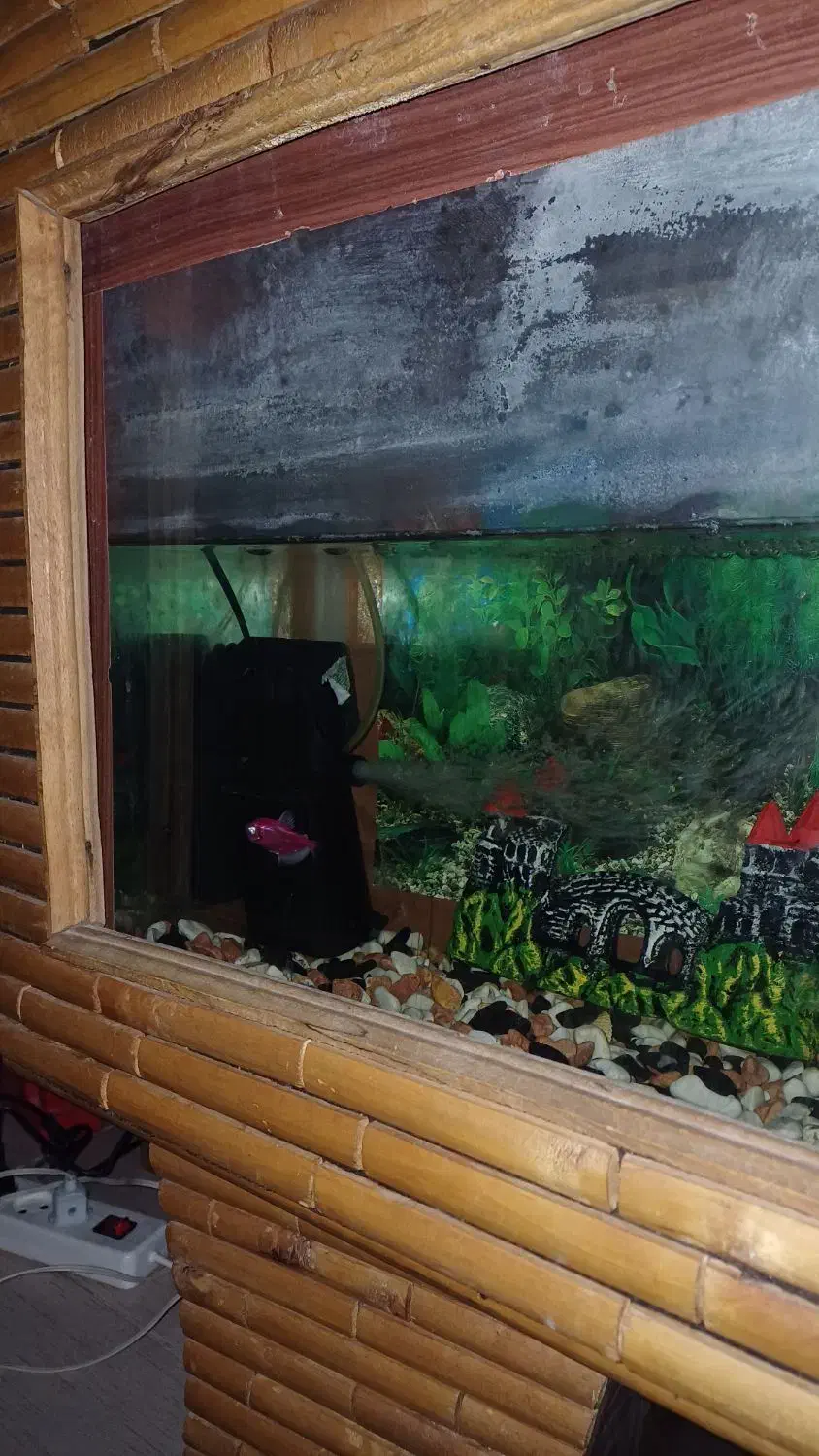 اکواریوم ماهی|ماهی|الوند, |دیوار