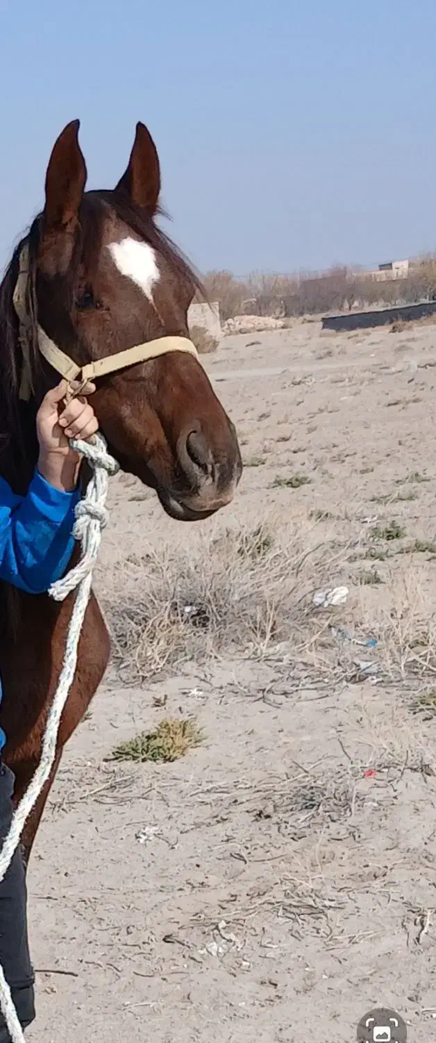 اسب کرد|اسب و تجهیزات اسب‌سواری|مرند, |دیوار