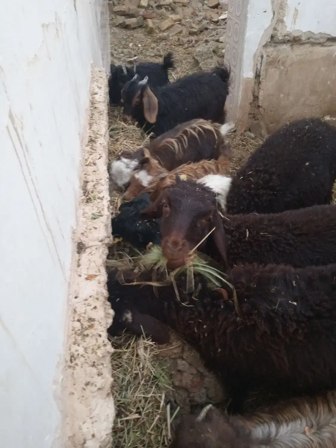 بزغاله نروماده|حیوانات مزرعه|میاندوآب, |دیوار