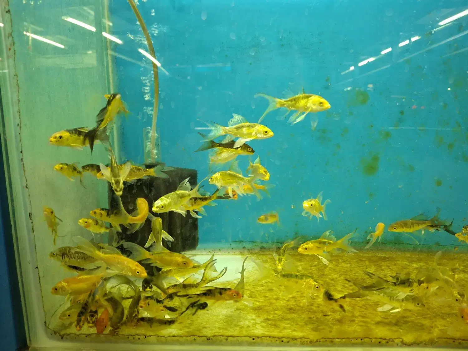 ماهی کوی ژاپنی باله بلند دو و پنج بندی|ماهی|زبرخان, |دیوار