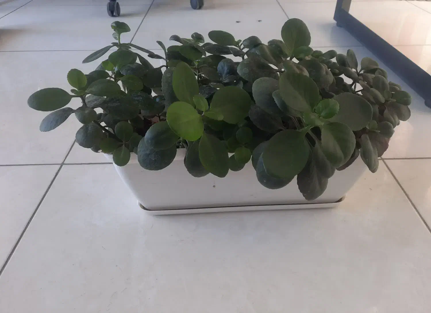 گل طبیعی پر و سرحال|گل و گیاه طبیعی|پردیس, فاز ۸|دیوار