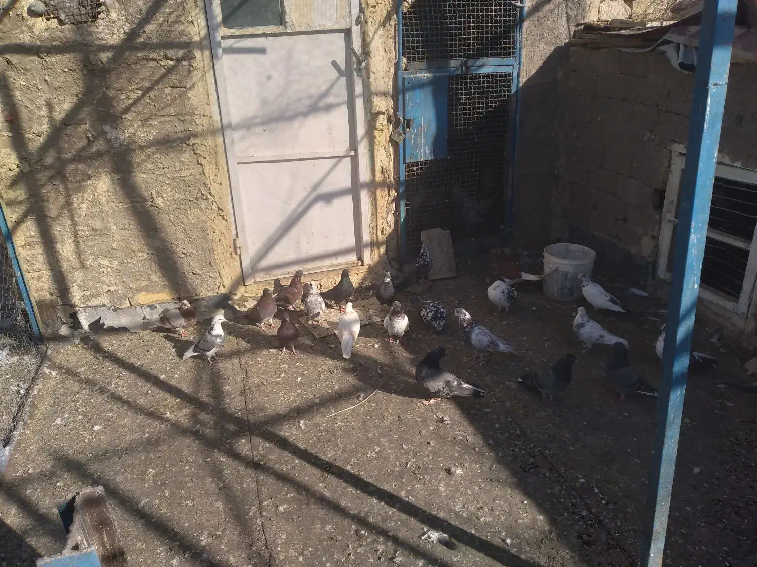 کفترفروشی|پرنده|آشتیان, |دیوار