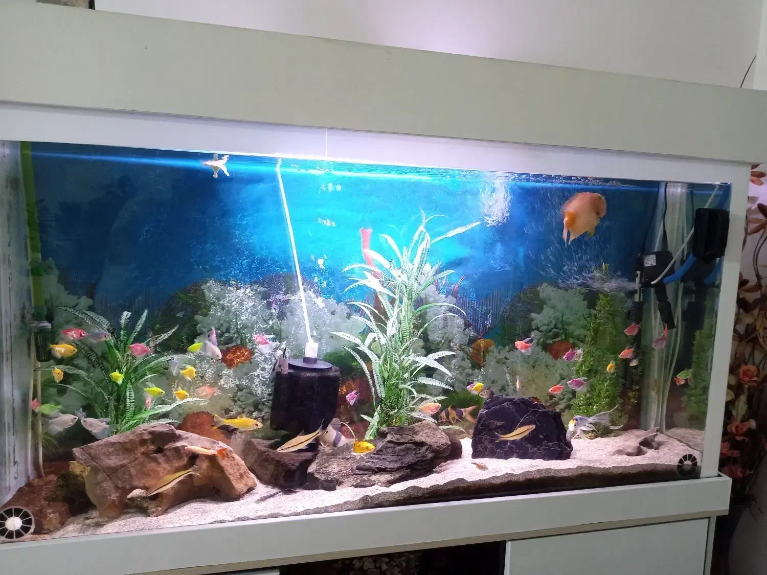 فروش آکواریوم|ماهی|نیریز, |دیوار