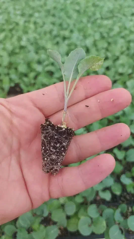 کاهو|خدمات باغبانی و درختکاری|آزادشهر, |دیوار