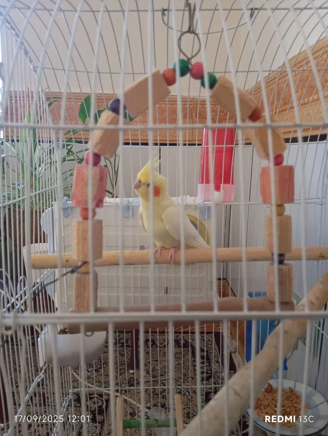 عروس هلندی|پرنده|ایلام, |دیوار