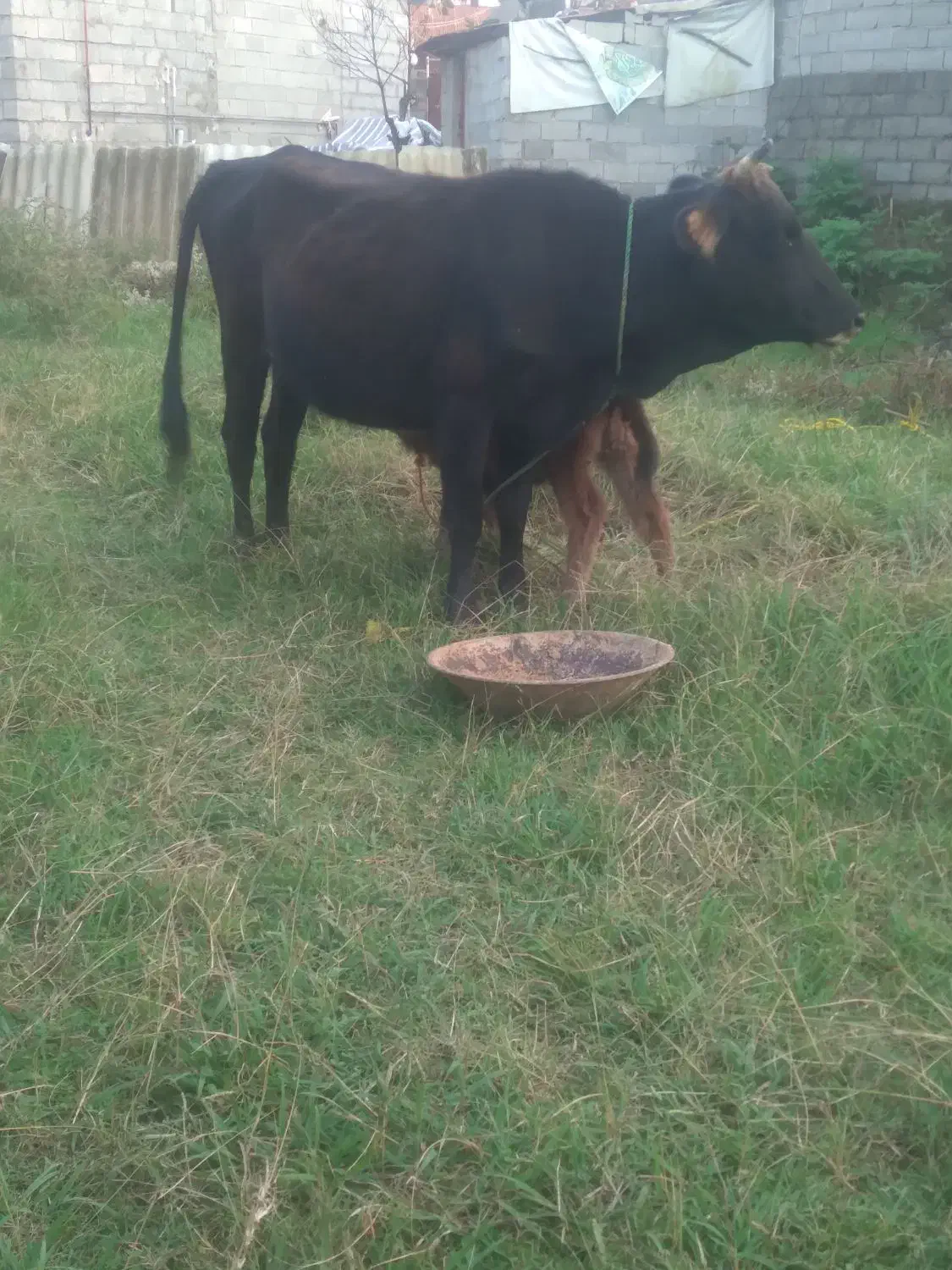 گاو جوان اولین گوساله ۶۸|حیوانات مزرعه|رضوانشهر, |دیوار