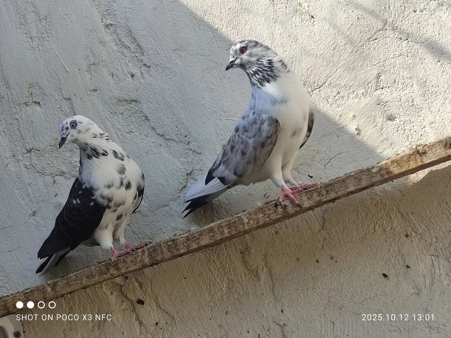 کفتر|پرنده|رودان, |دیوار