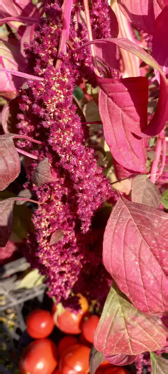 فروش فوری بلوط|خوردنی و آشامیدنی|کامفیروز, |دیوار