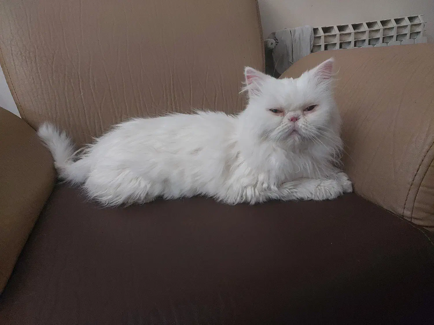 گربه|گربه|تهران, دکتر هوشیار|دیوار