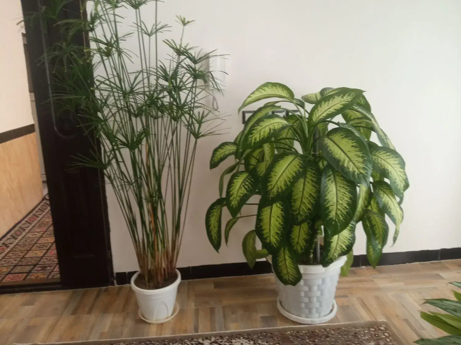فروش|گل و گیاه طبیعی|کامیاران, |دیوار