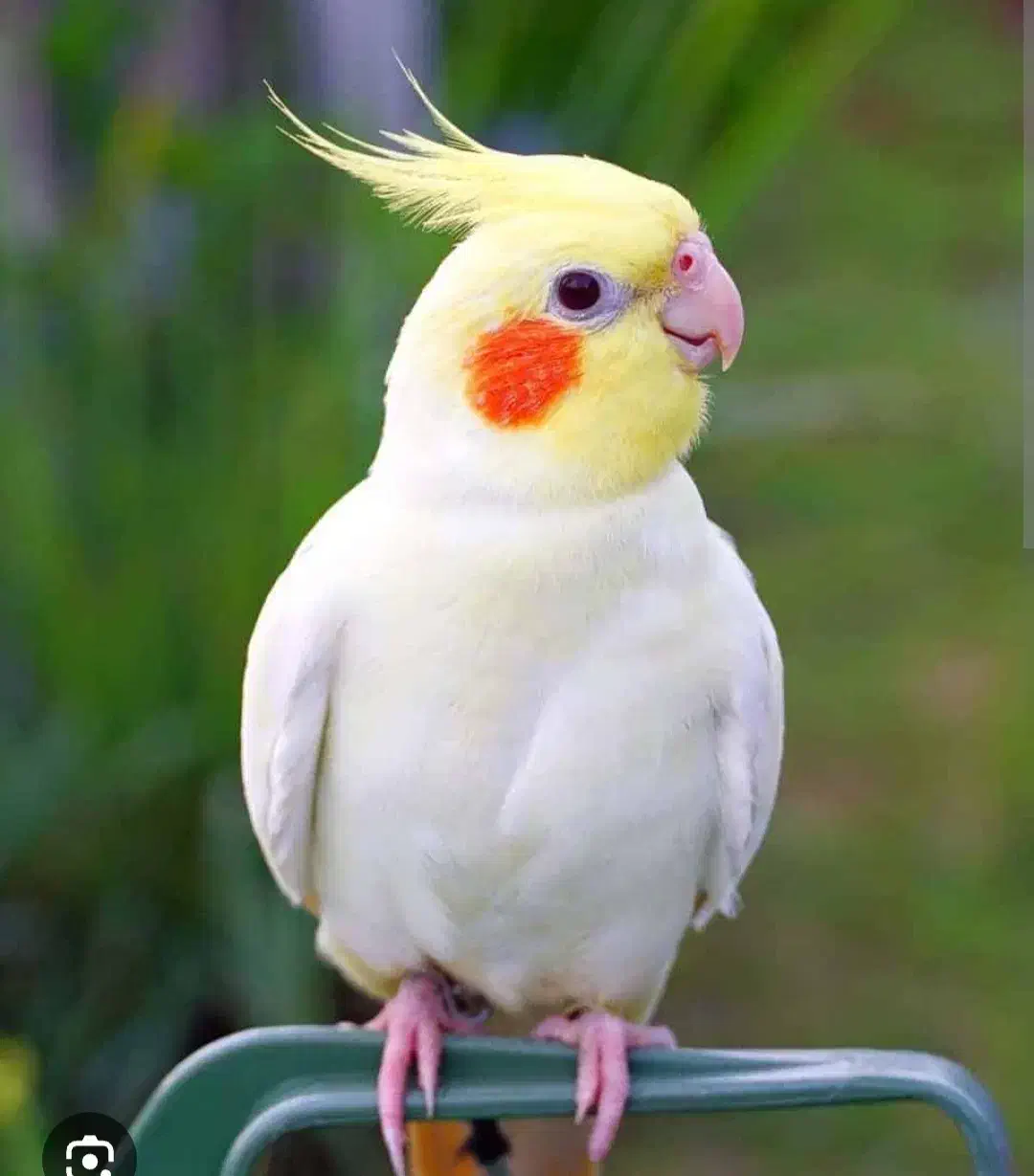 عروس هلندی لوتینو گمشده|حیوانات|کرمانشاه, |دیوار