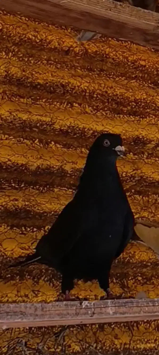 کبوترپرشی|پرنده|ساوه, |دیوار