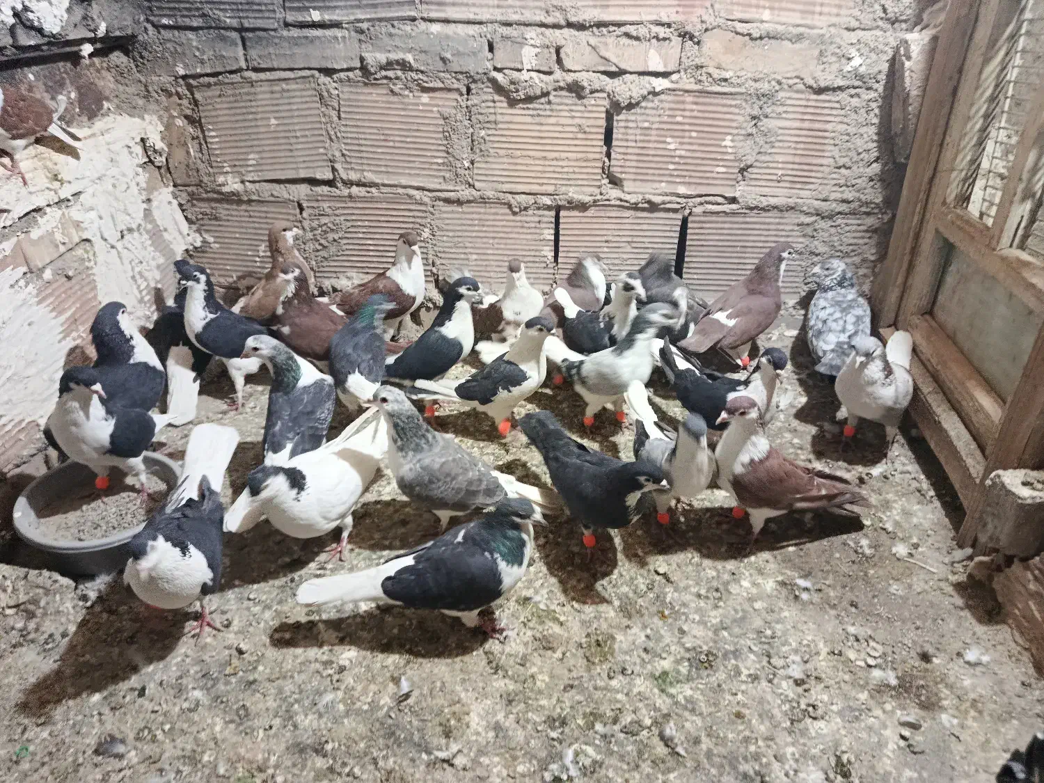 تعدادی رنگی خوب ضده خوردی شلاغ خورده ه ک|پرنده|کوهپایه, |دیوار