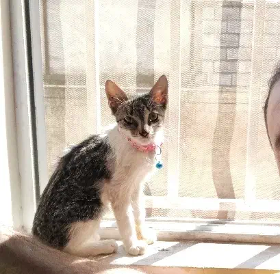 واگذاری رایگان گربه|گربه|آمل, |دیوار