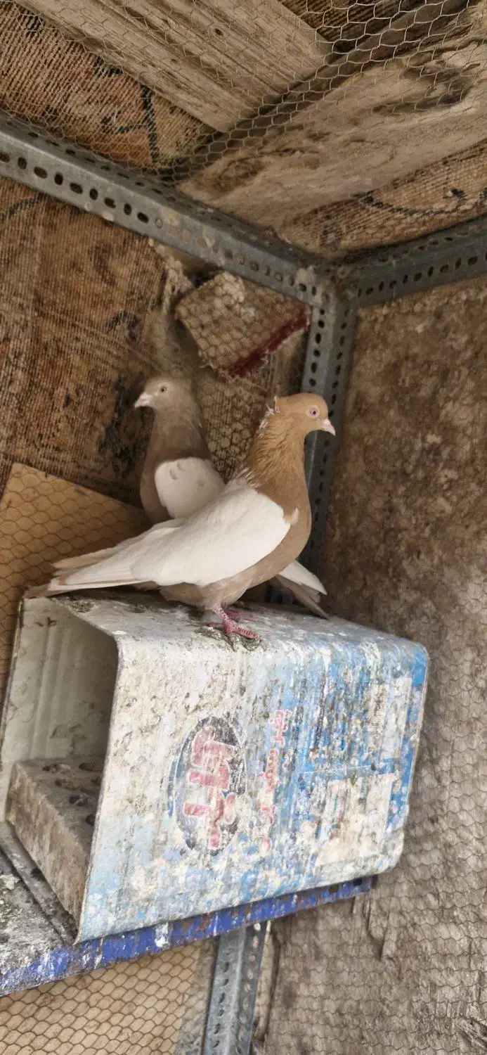 کبوتر سینه ای زرد|پرنده|مبارکه, |دیوار