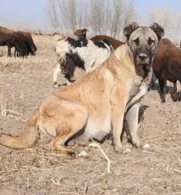 سرابی|سگ|تهران, هلال احمر|دیوار