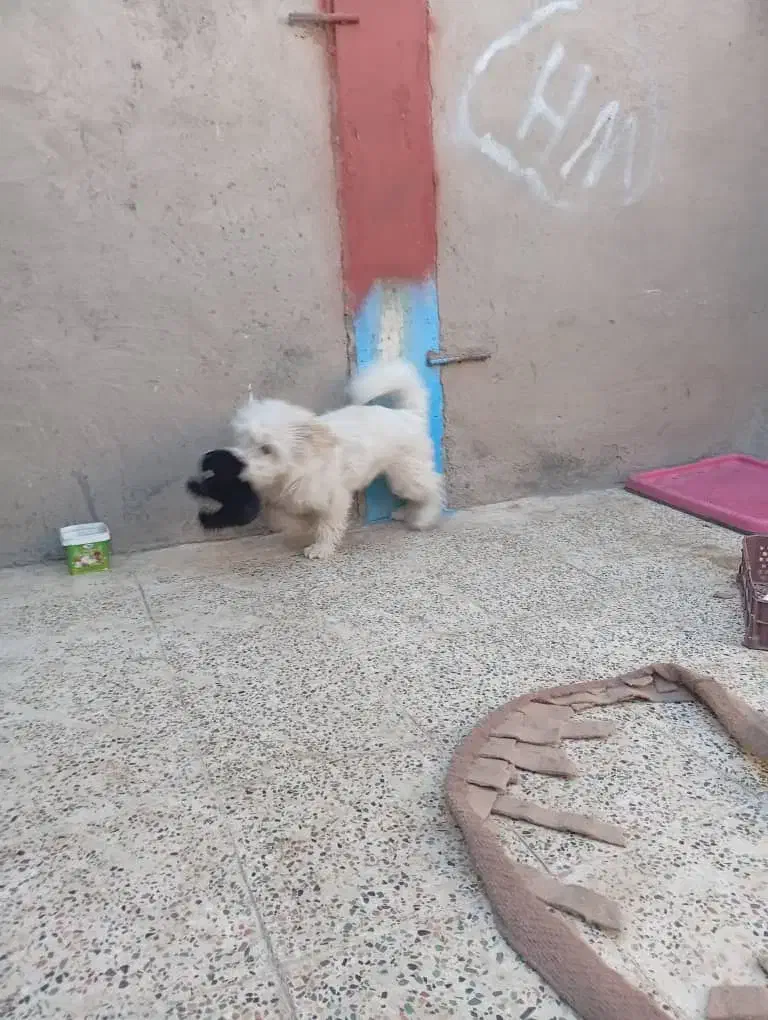 سگ شیتزو|سگ|کرمان, |دیوار