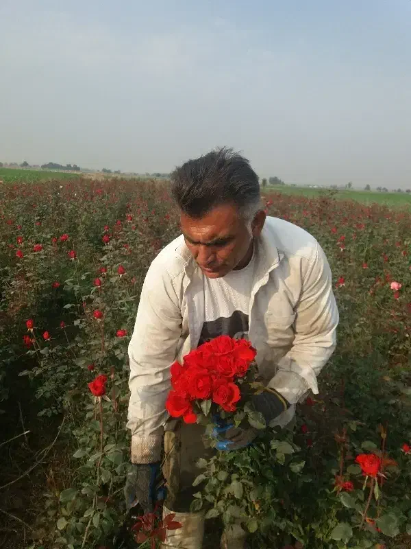 گل رز|گل و گیاه طبیعی|دزفول, |دیوار