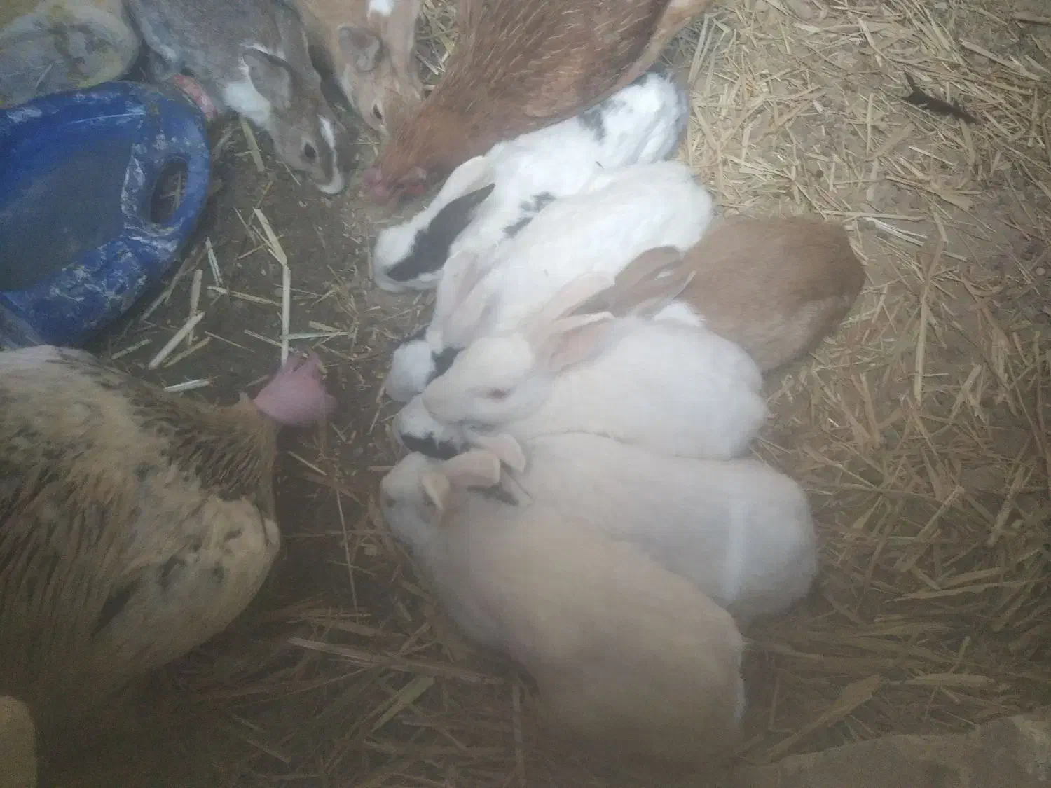 5عدد خرگوش بالغ ابست بفروش میرسد|موش و خرگوش|زهک, |دیوار