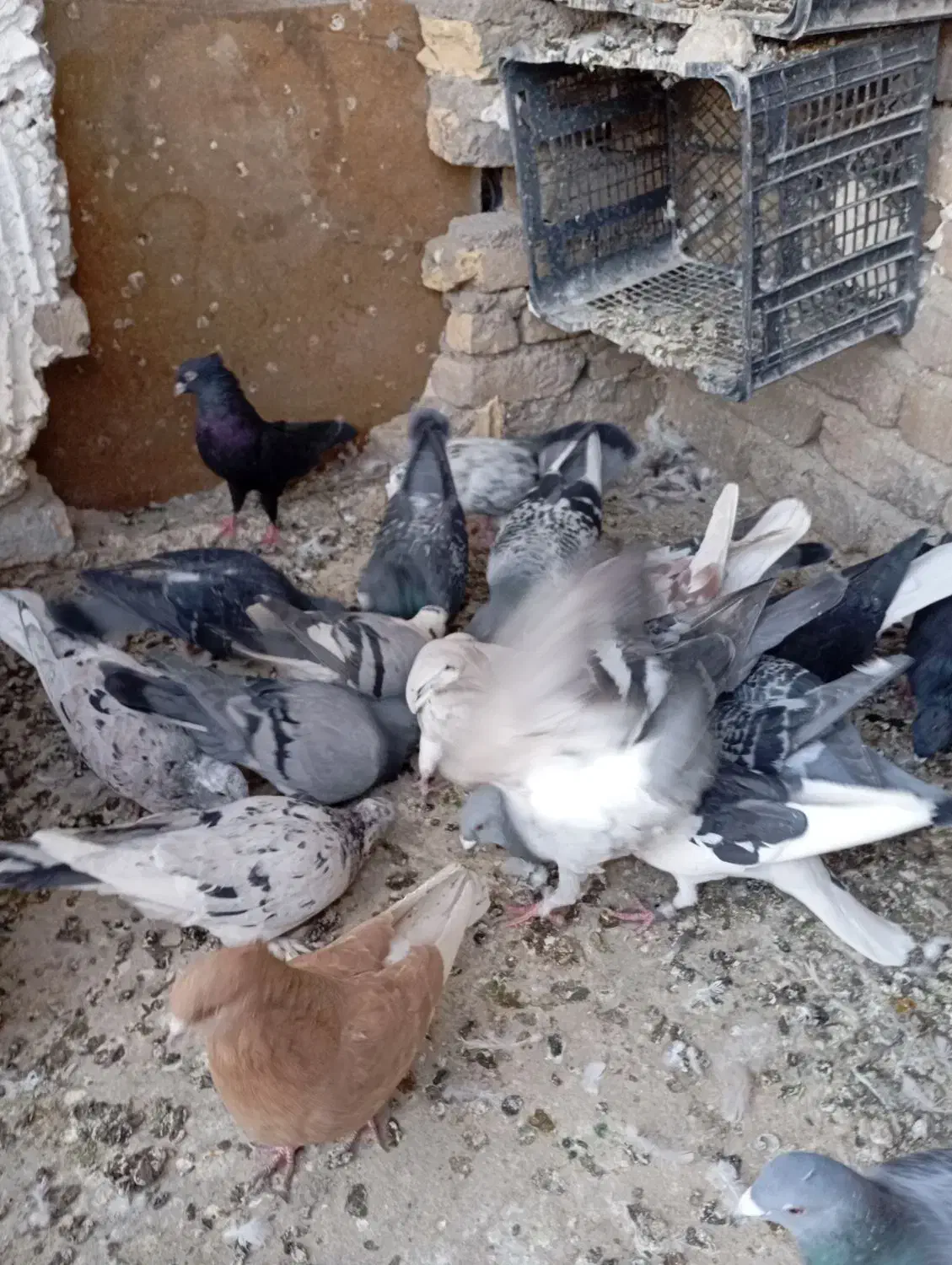 کبوتر‌شهرستانی‌وساده‌و‌هفترنگ|پرنده|بومهن, |دیوار