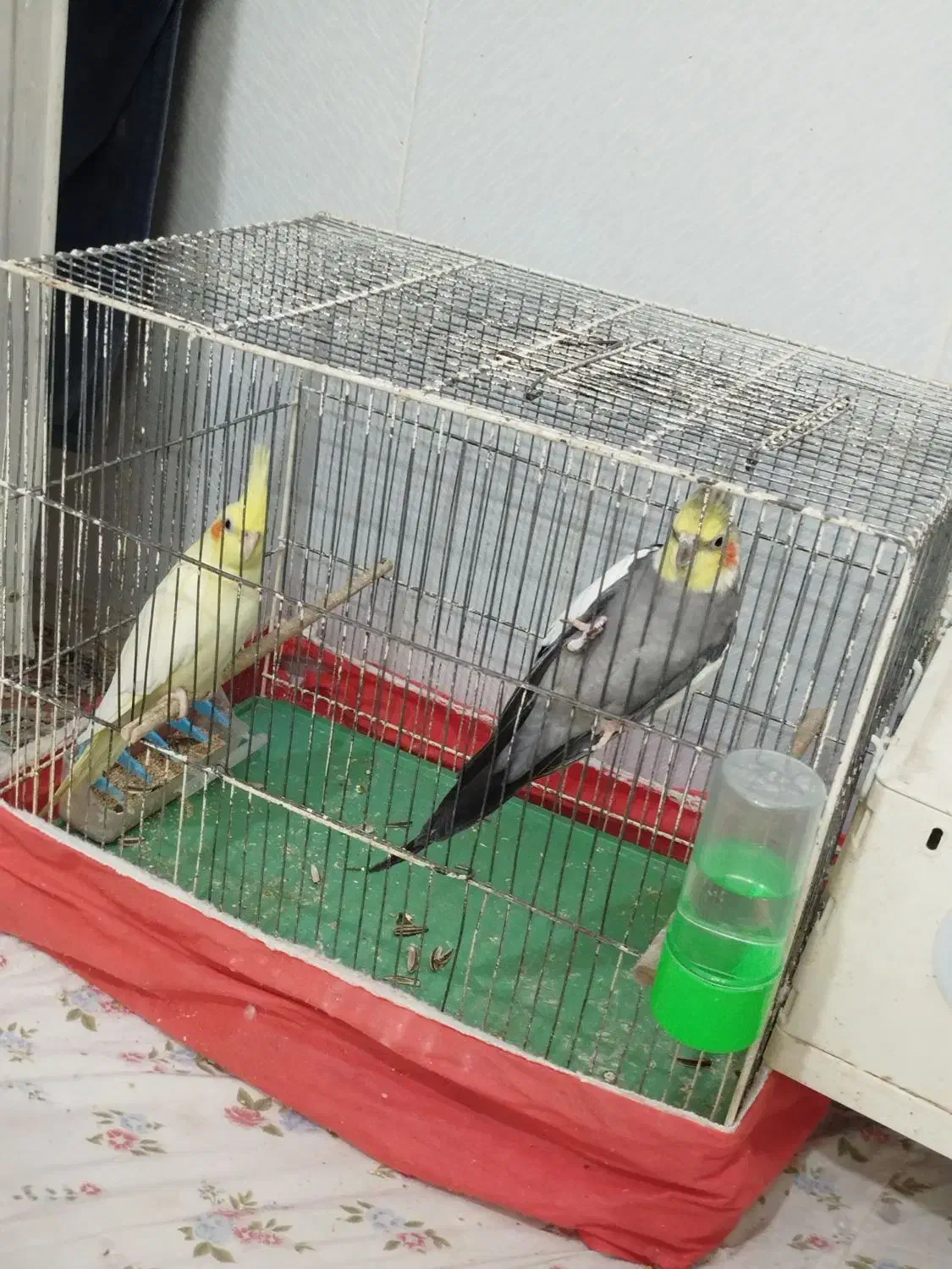 تعدادی عروس|پرنده|قم, نوبهار|دیوار