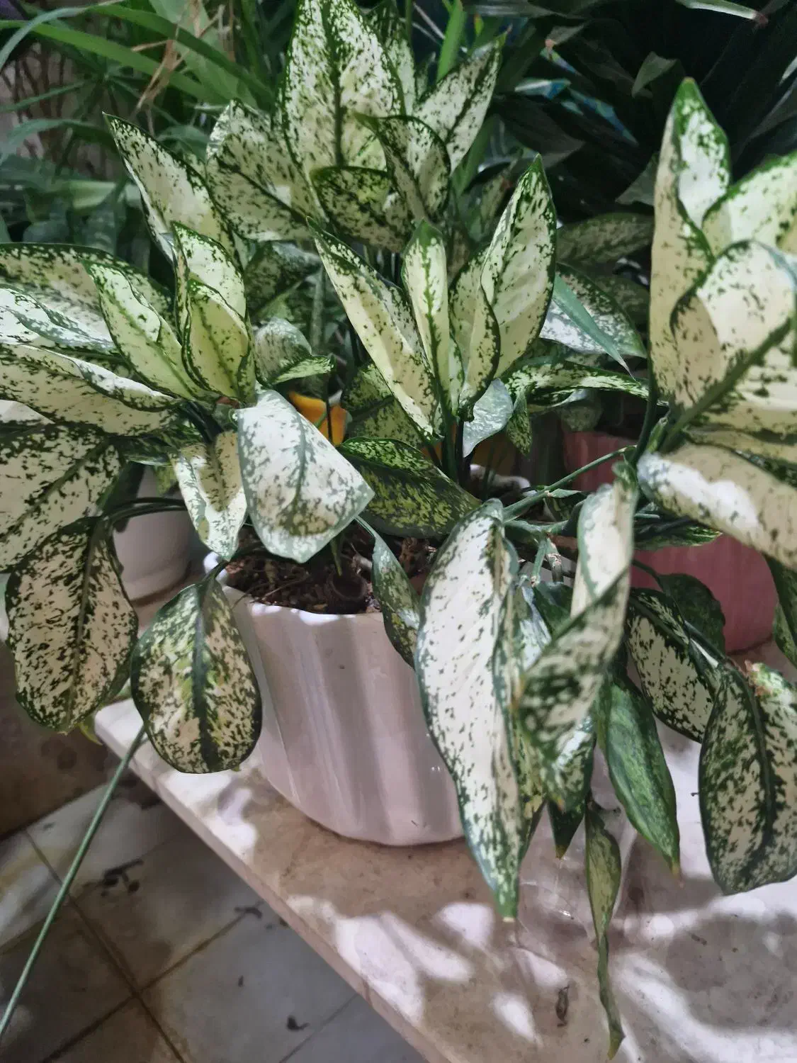 گل های خانگی|گل و گیاه طبیعی|مشهد, چهارچشمه|دیوار