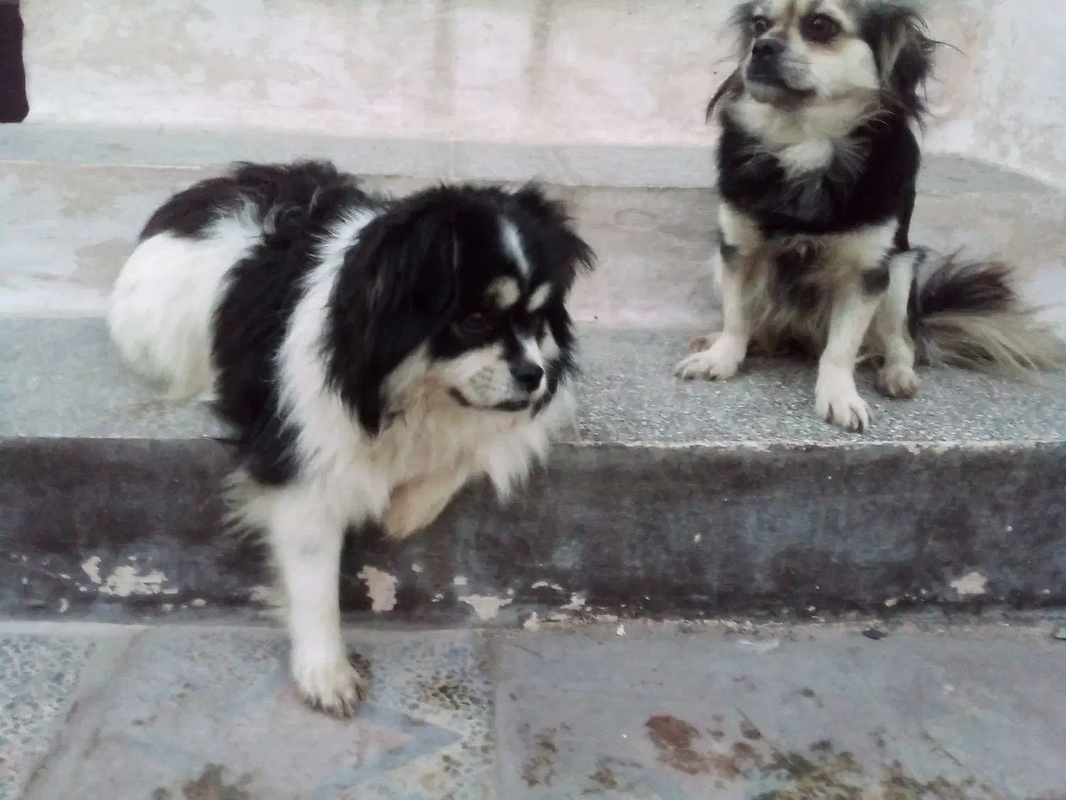 سگ زیبا ودست داشتنی خیلی تمیز و بدونه هیچ بیماری|سگ|ساری, |دیوار