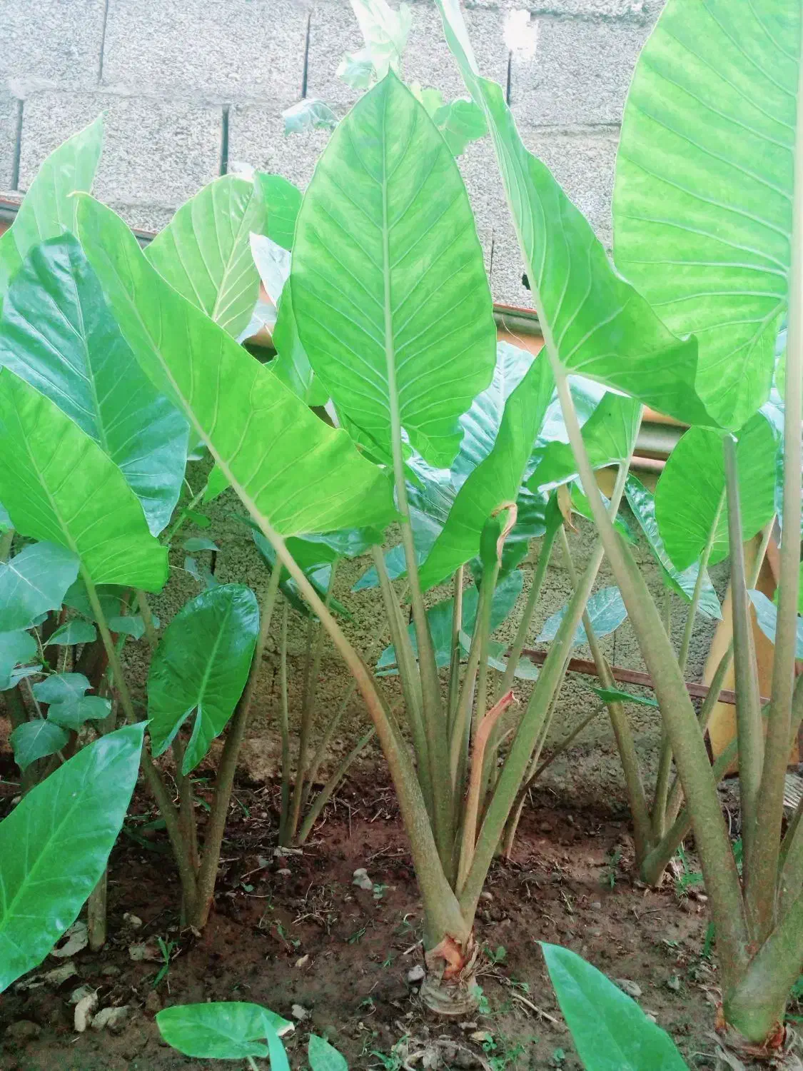 گلباباآدم|گل و گیاه طبیعی|ماسال, |دیوار