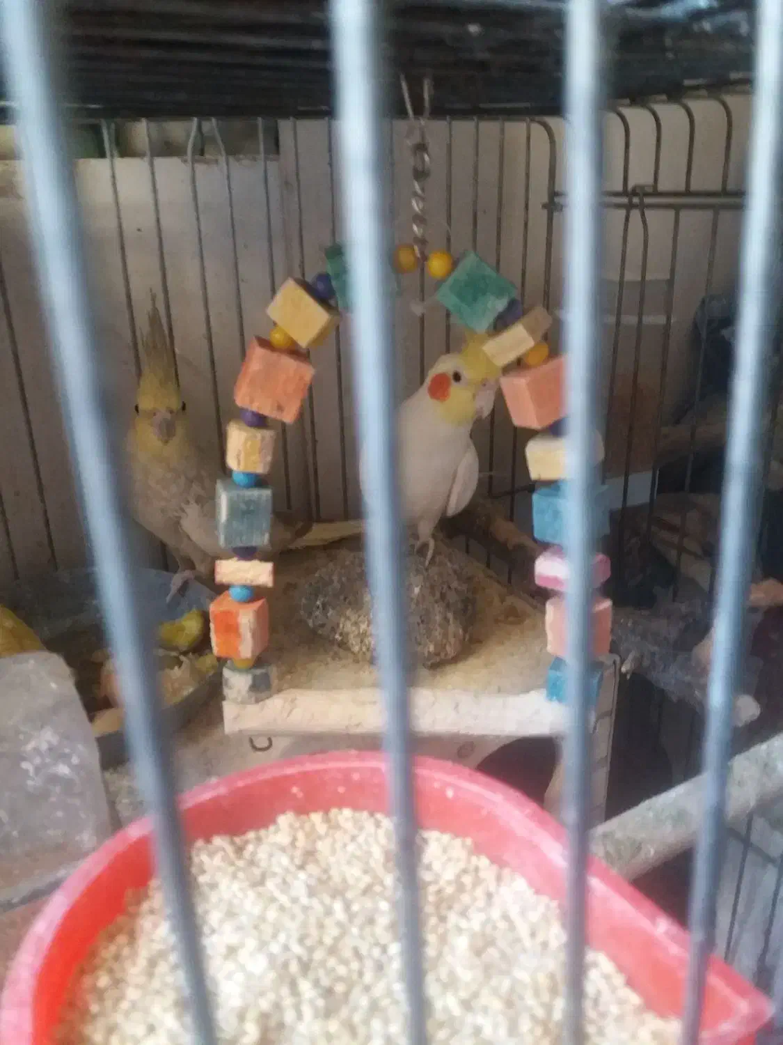 ۲عدد عروس هلندی نروماده جفت|پرنده|تهران, زرکش|دیوار