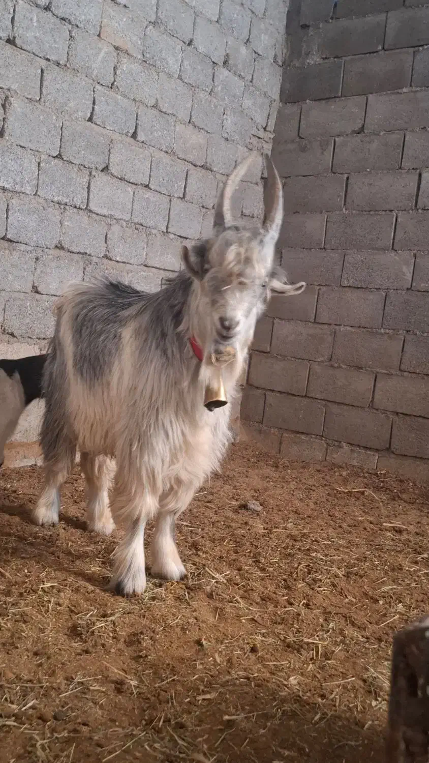 بزقاله دوبری ترکی|حیوانات مزرعه|بن, |دیوار